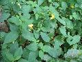 Jewel Weed, Touch-me-not / Impatiens pallida